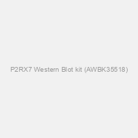 P2RX7 Western Blot kit (AWBK35518)